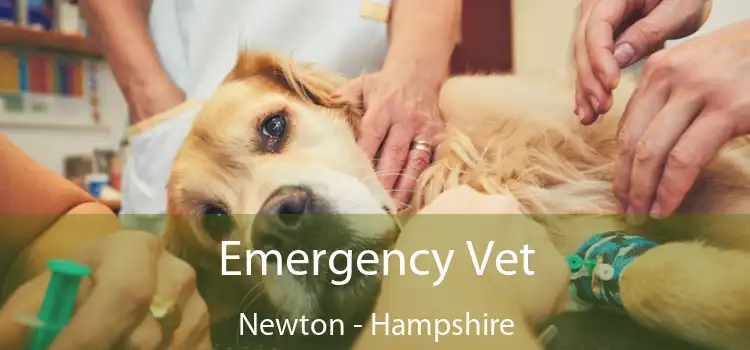 Emergency Vet Newton - Hampshire