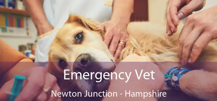 Emergency Vet Newton Junction - Hampshire