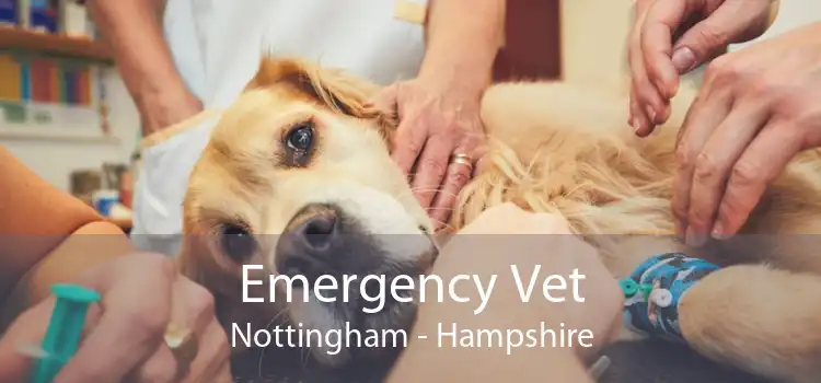 Emergency Vet Nottingham - Hampshire