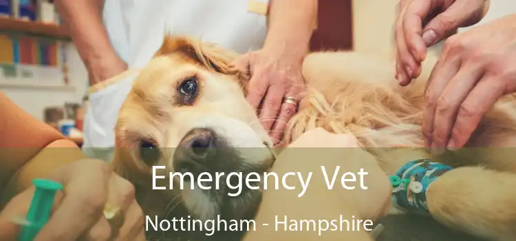 Emergency Vet Nottingham - Hampshire