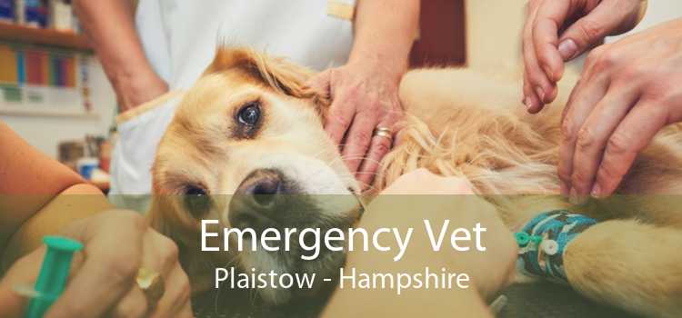 Emergency Vet Plaistow - Hampshire