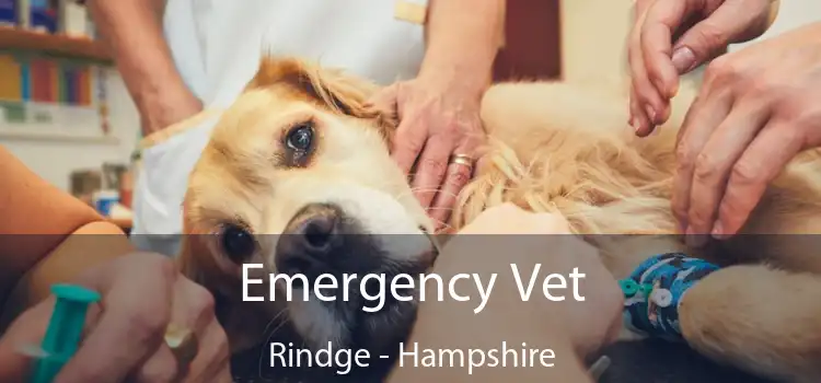 Emergency Vet Rindge - Hampshire