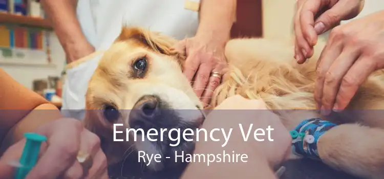Emergency Vet Rye - Hampshire
