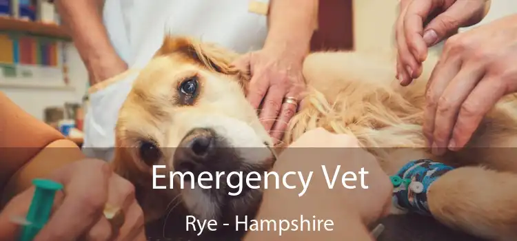 Emergency Vet Rye - Hampshire