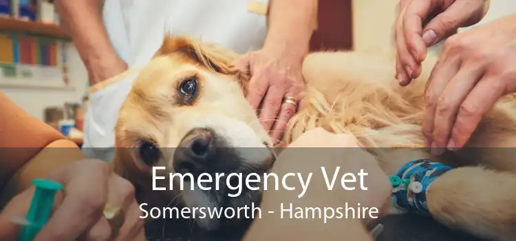 Emergency Vet Somersworth - Hampshire
