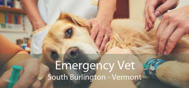 Emergency Vet South Burlington - Vermont