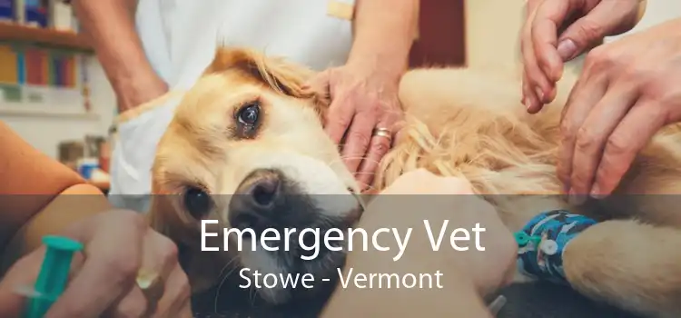 Emergency Vet Stowe - Vermont