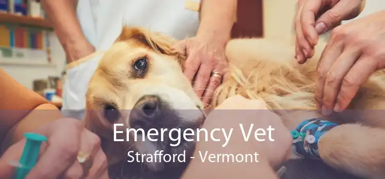 Emergency Vet Strafford - Vermont