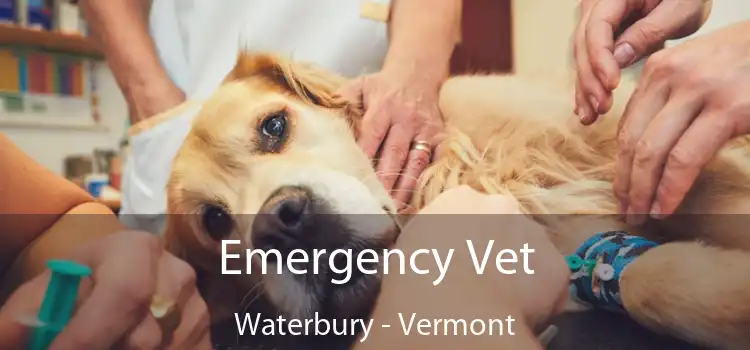 Emergency Vet Waterbury - Vermont