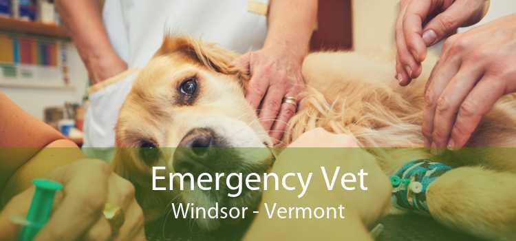 Emergency Vet Windsor - Vermont