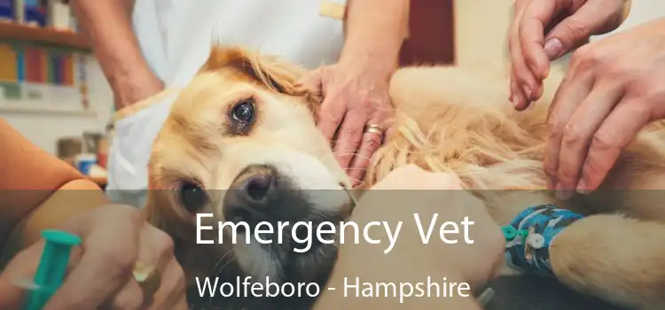 Emergency Vet Wolfeboro - Hampshire