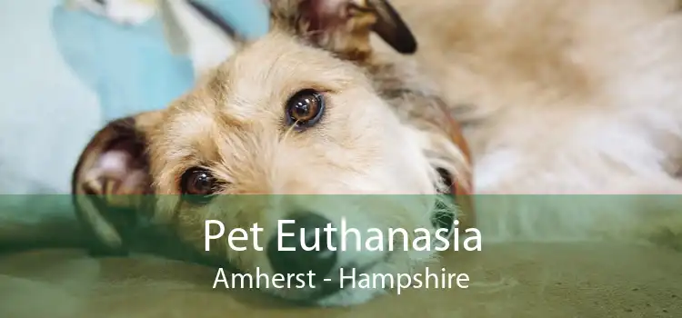 Pet Euthanasia Amherst - Hampshire