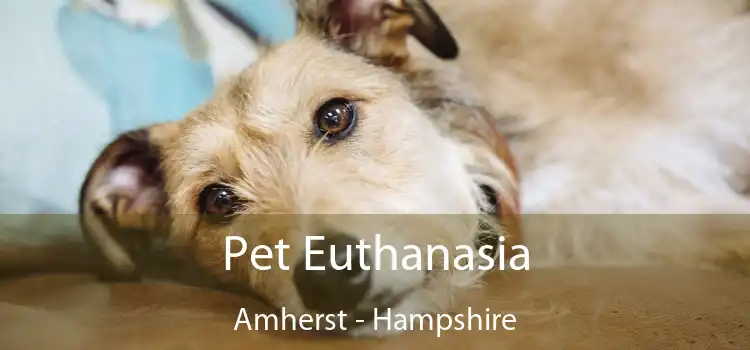 Pet Euthanasia Amherst - Hampshire