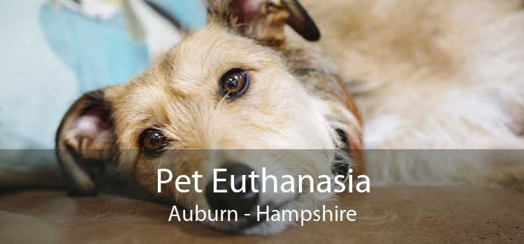 Pet Euthanasia Auburn - Hampshire