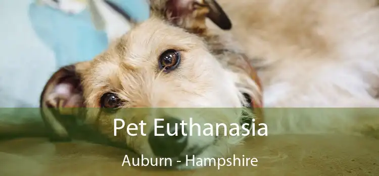 Pet Euthanasia Auburn - Hampshire