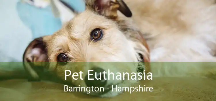 Pet Euthanasia Barrington - Hampshire
