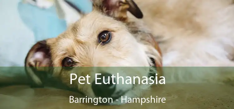 Pet Euthanasia Barrington - Hampshire