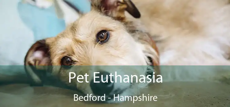 Pet Euthanasia Bedford - Hampshire