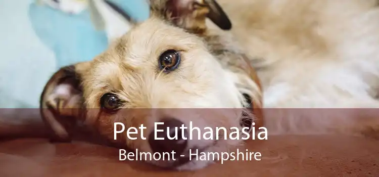 Pet Euthanasia Belmont - Hampshire