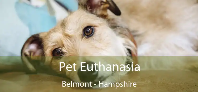 Pet Euthanasia Belmont - Hampshire