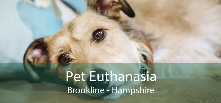 Pet Euthanasia Brookline - Hampshire