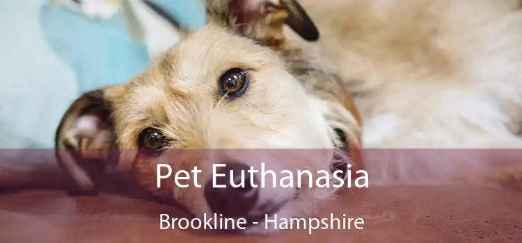 Pet Euthanasia Brookline - Hampshire