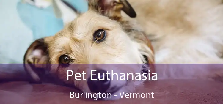 Pet Euthanasia Burlington - Vermont