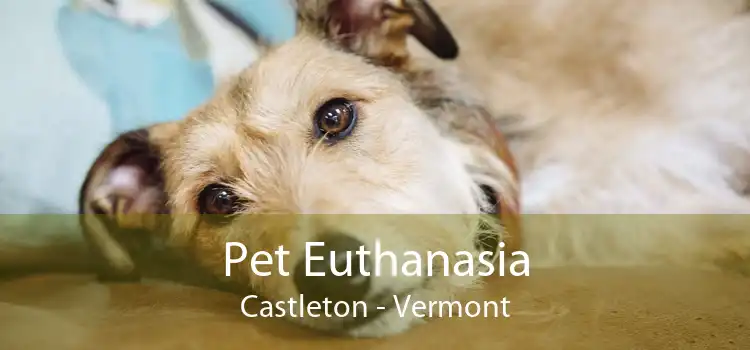 Pet Euthanasia Castleton - Vermont
