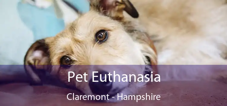 Pet Euthanasia Claremont - Hampshire