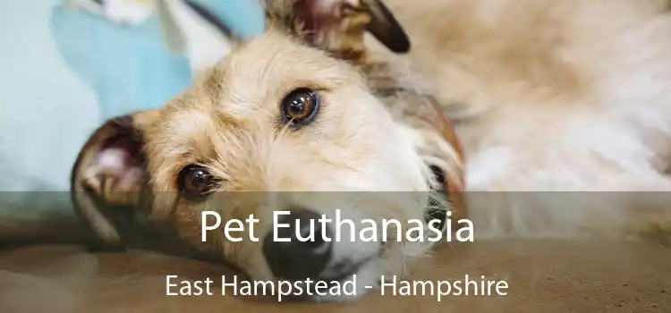 Pet Euthanasia East Hampstead - Hampshire