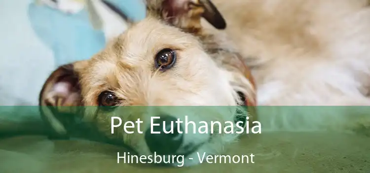 Pet Euthanasia Hinesburg - Vermont