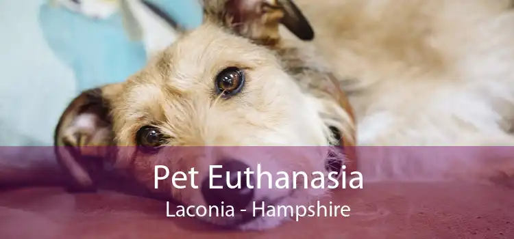 Pet Euthanasia Laconia - Hampshire