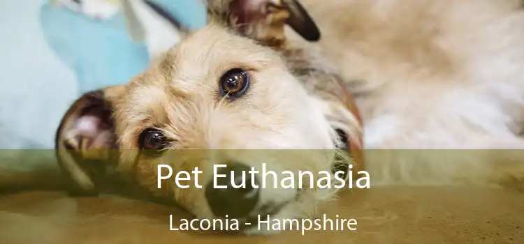 Pet Euthanasia Laconia - Hampshire