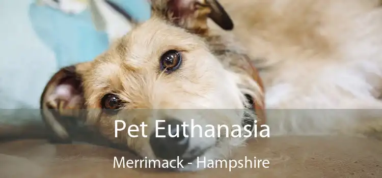 Pet Euthanasia Merrimack - Hampshire