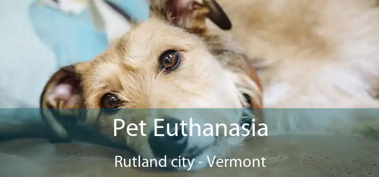 Pet Euthanasia Rutland city - Vermont