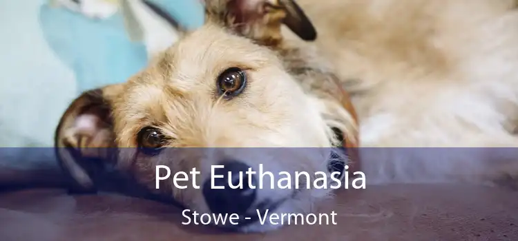Pet Euthanasia Stowe - Vermont