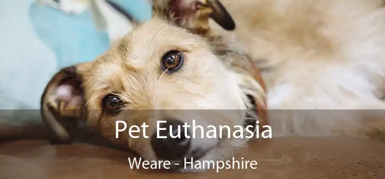 Pet Euthanasia Weare - Hampshire