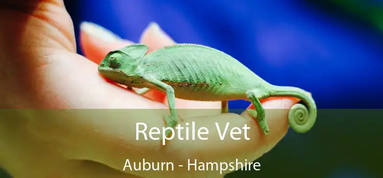 Reptile Vet Auburn - Hampshire