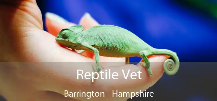 Reptile Vet Barrington - Hampshire