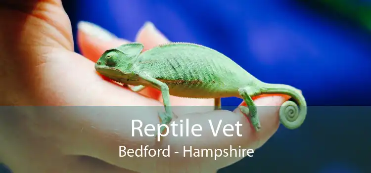 Reptile Vet Bedford - Hampshire