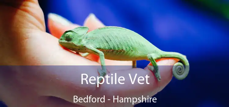 Reptile Vet Bedford - Hampshire