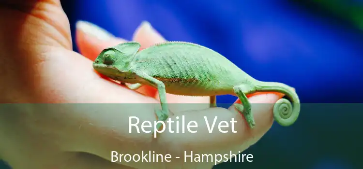 Reptile Vet Brookline - Hampshire