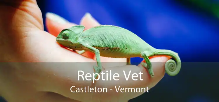Reptile Vet Castleton - Vermont
