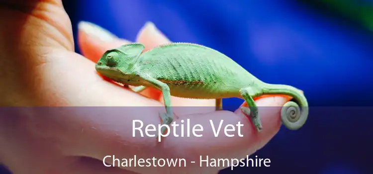 Reptile Vet Charlestown - Hampshire