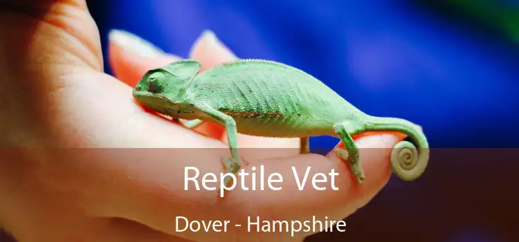 Reptile Vet Dover - Hampshire