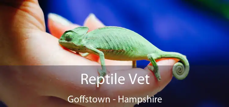 Reptile Vet Goffstown - Hampshire