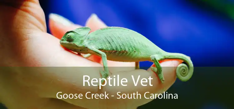 Reptile Vet Goose Creek - South Carolina