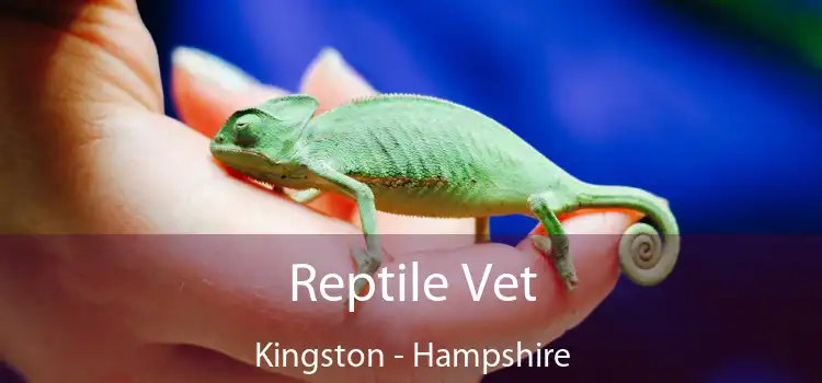 Reptile Vet Kingston - Hampshire