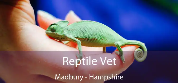 Reptile Vet Madbury - Hampshire