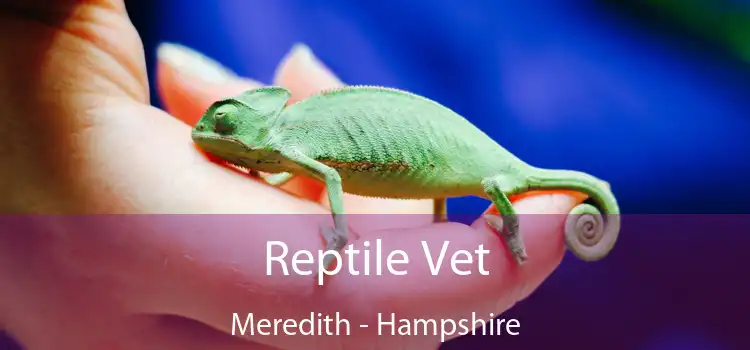 Reptile Vet Meredith - Hampshire